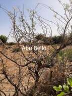 Imagem de Commiphora africana (Rich.) Engl.