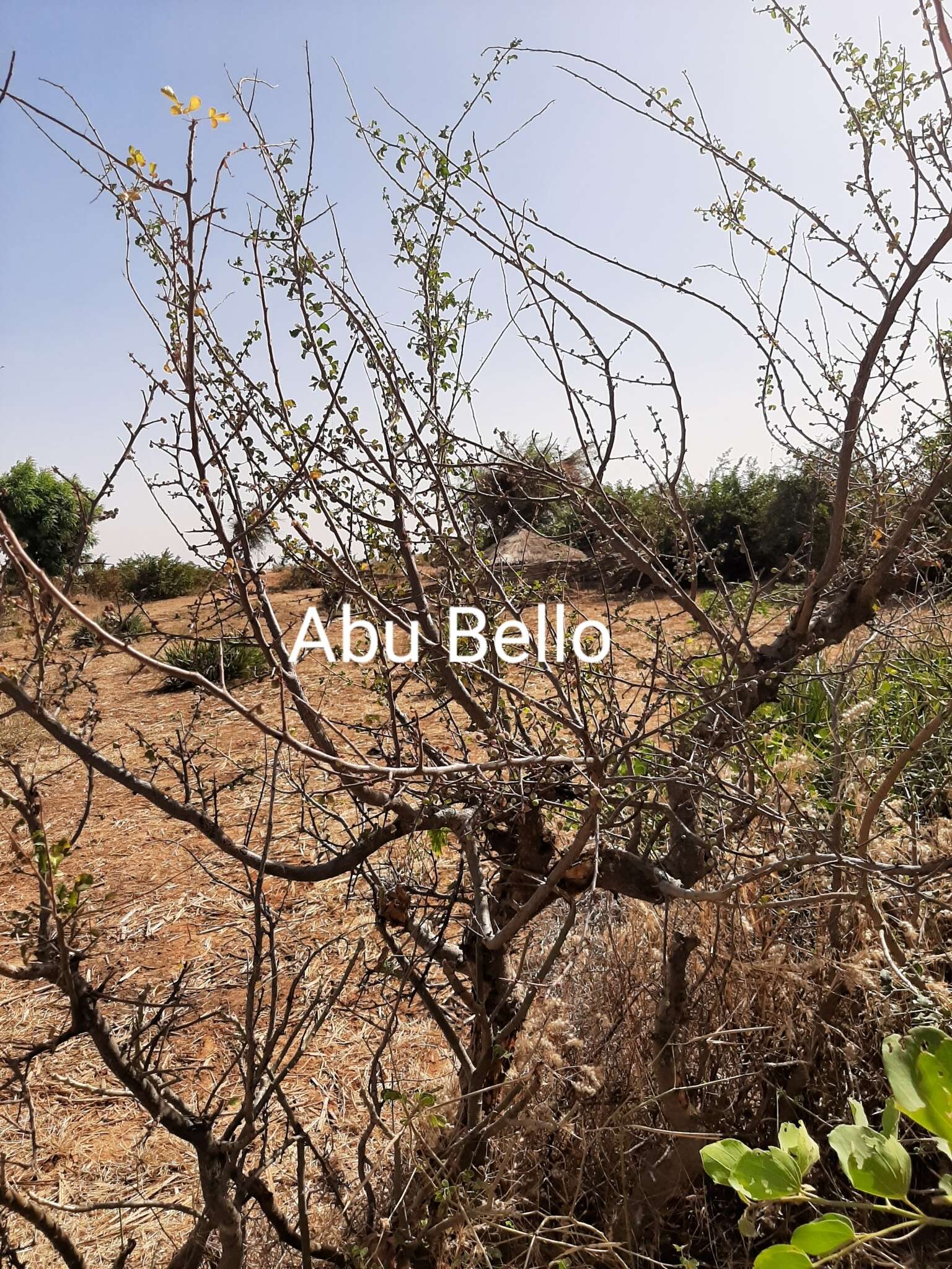 Sivun Commiphora africana (Rich.) Engl. kuva