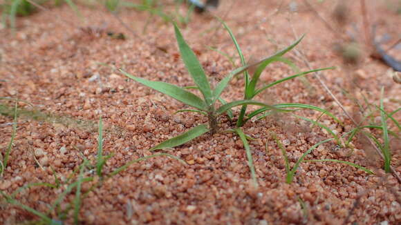 Image de Eragrostis boinensis A. Camus