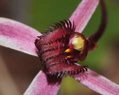 Caladenia formosa G. W. Carr的圖片