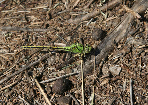 Imagem de Ophiogomphus spinicornis Selys 1878