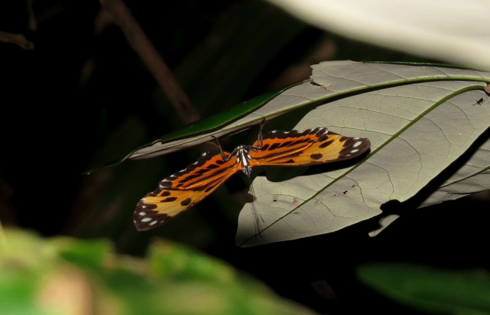 Stalachtis calliope (Linnaeus 1758) resmi