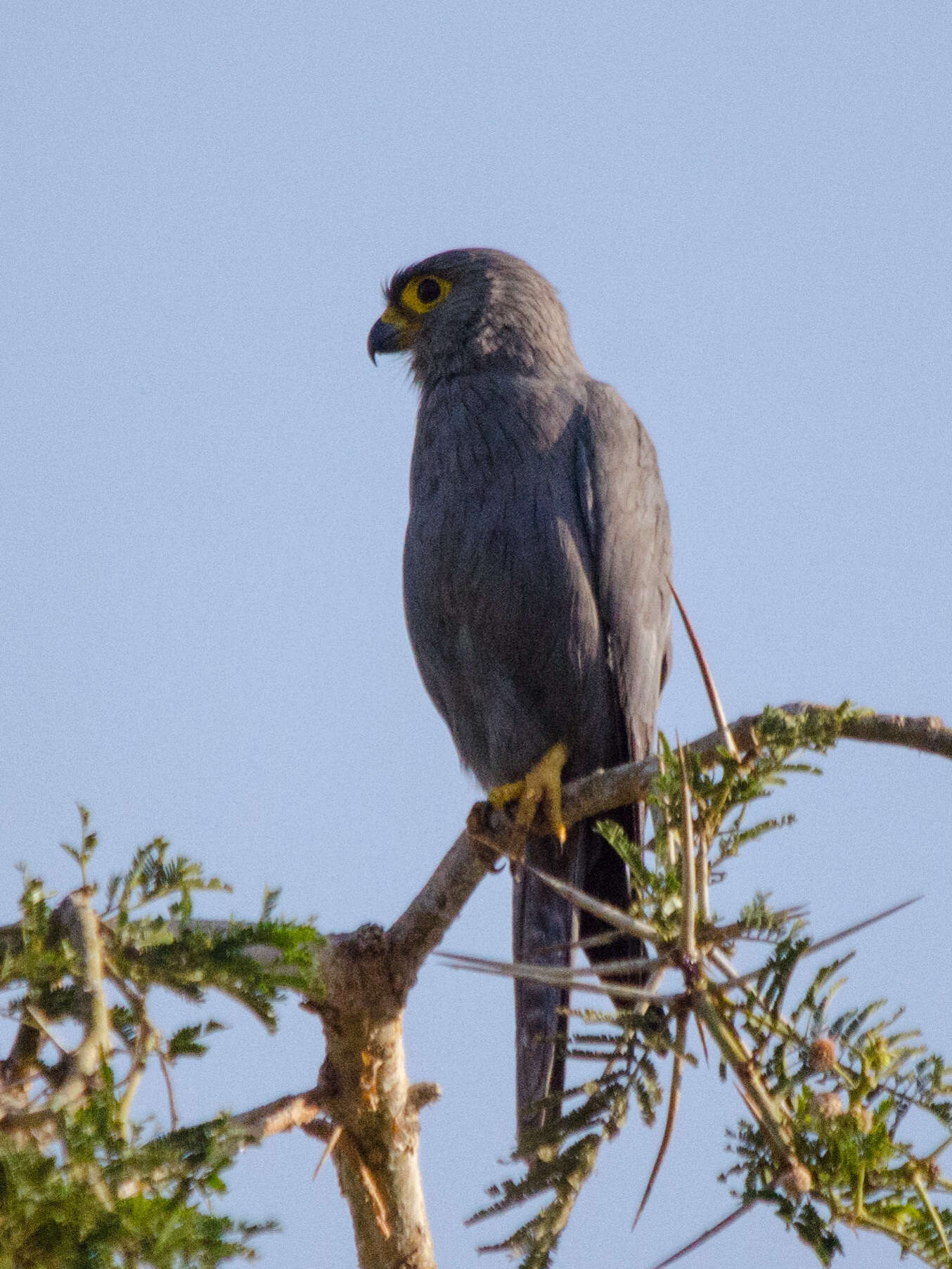 Image of Grey Kestrel