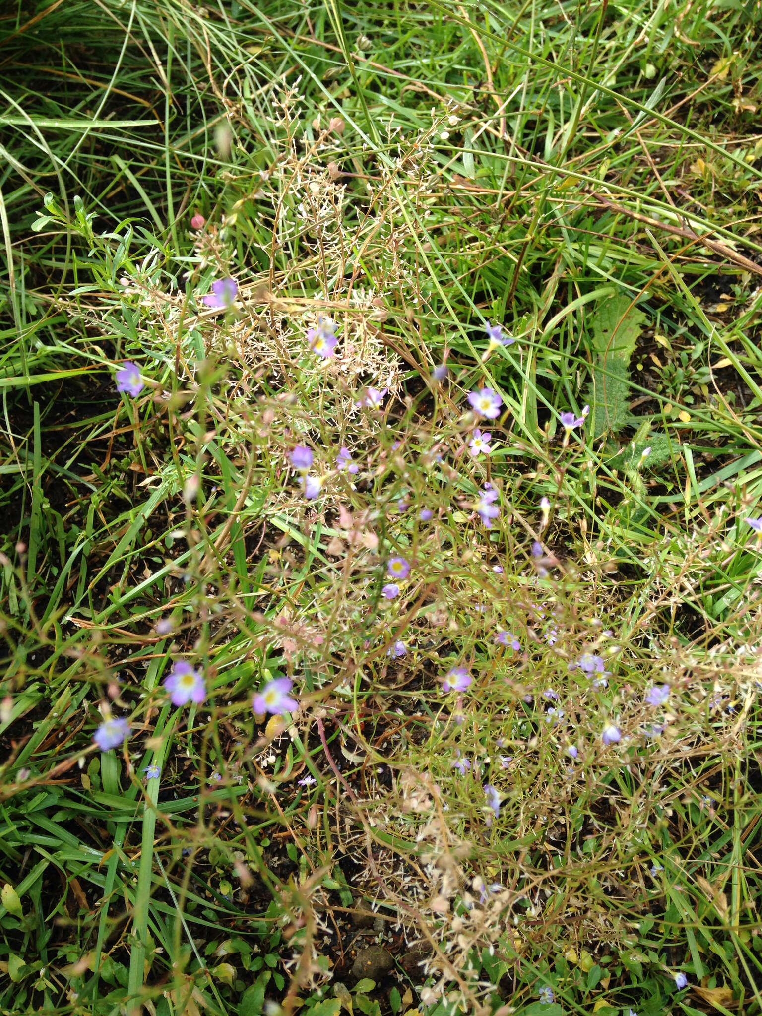 Image of Bridges' gilia