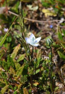 Image of Lomatogonium carinthiacum (Wulfen) Reichenb.