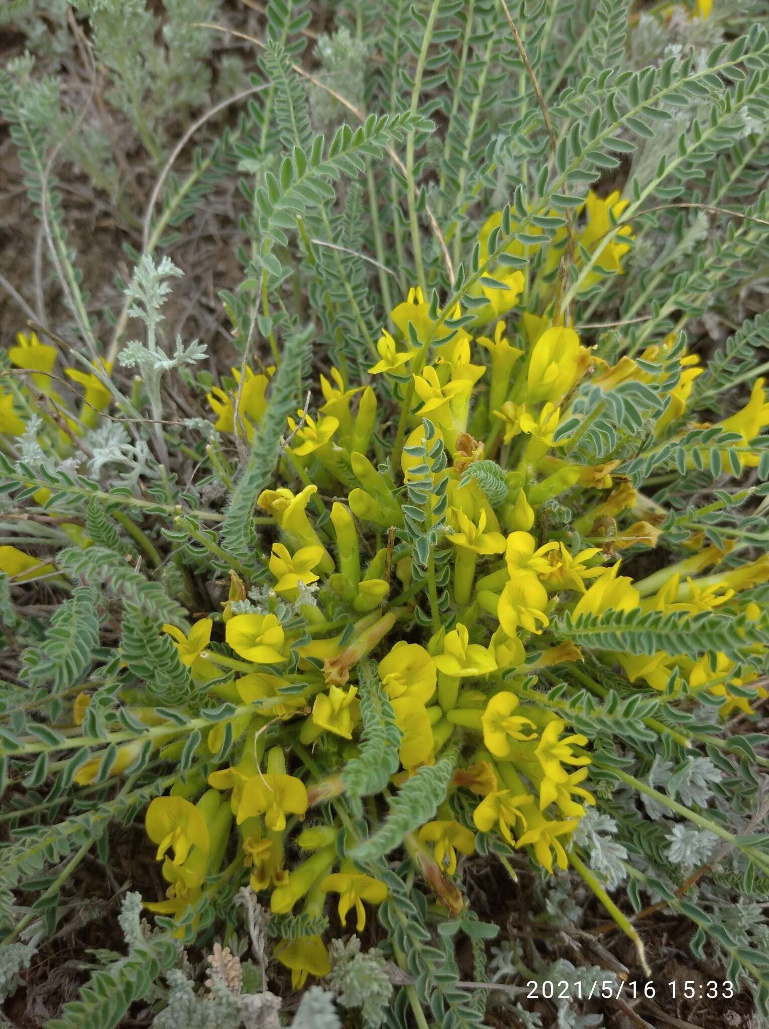 صورة Astragalus buchtormensis Pall.