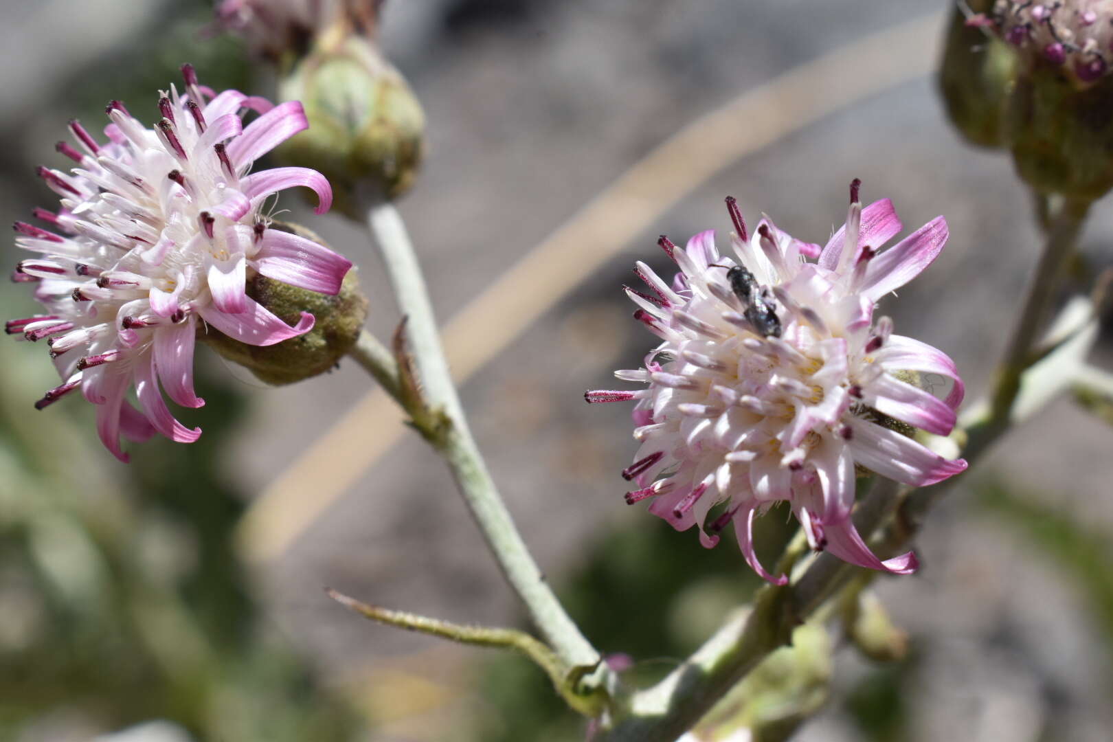 Leucheria floribunda DC. resmi