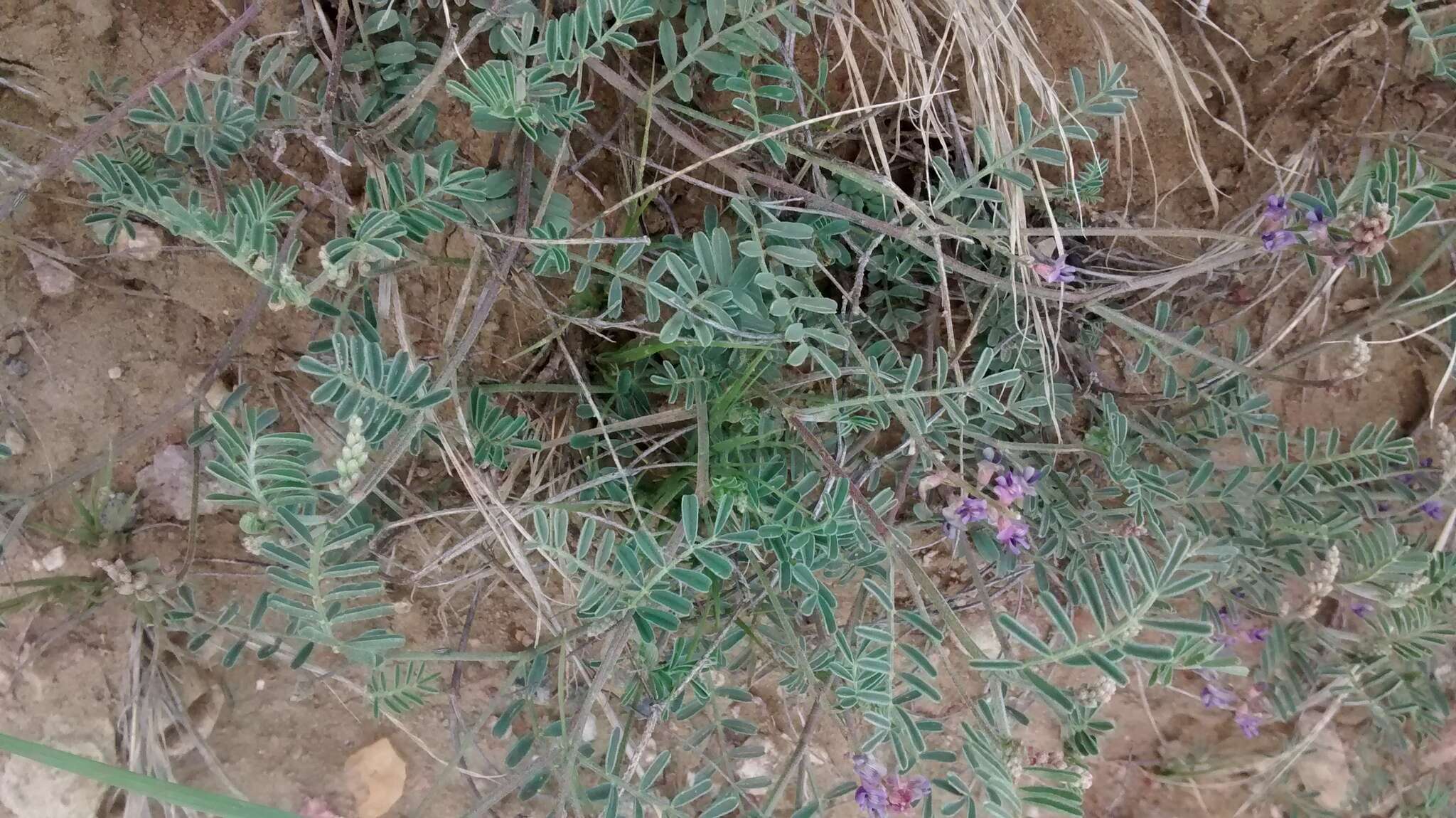 Imagem de Astragalus gracilis Nutt.