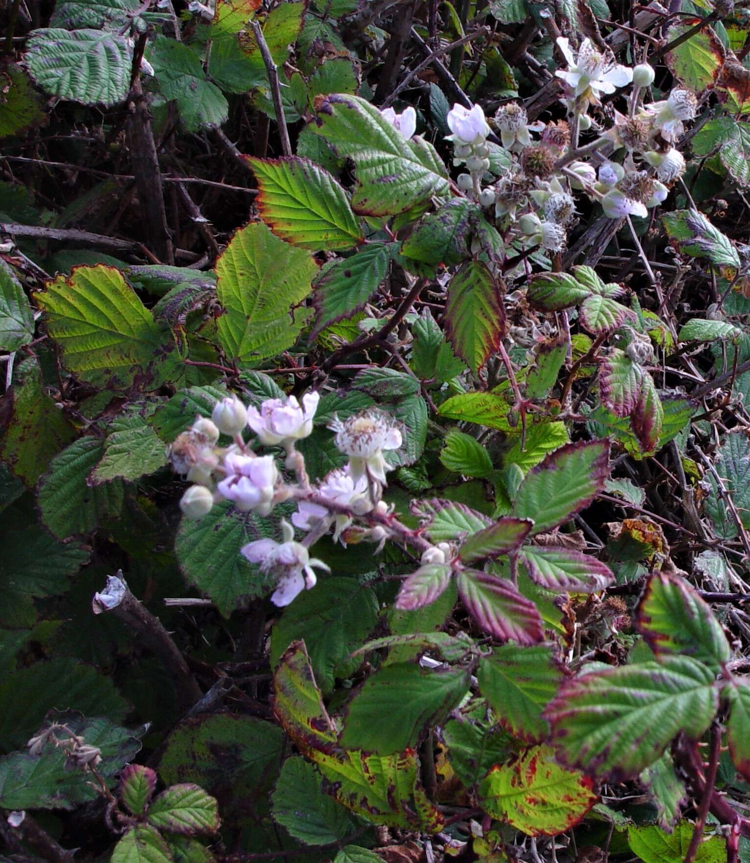 Image of Rubus rubritinctus W. C. R. Watson