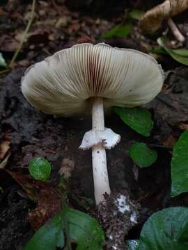 Image of Leucoagaricus lilaceus Singer 1952