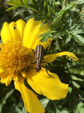 Image of Striped Blister Beetle