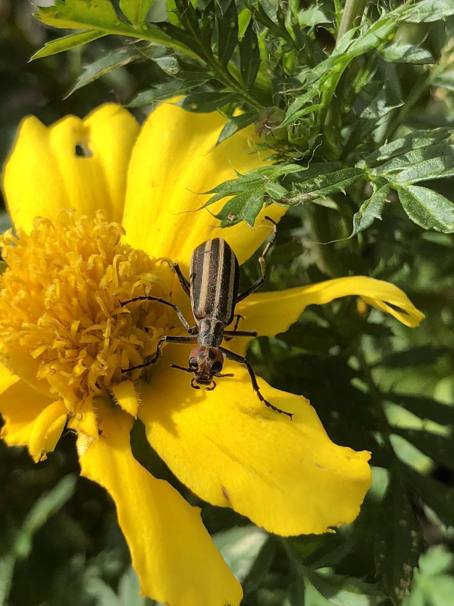 Image of Striped Blister Beetle