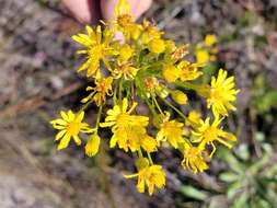 Image of <i>Chrysopsis <i>linearifolia</i></i> var. linearifolia