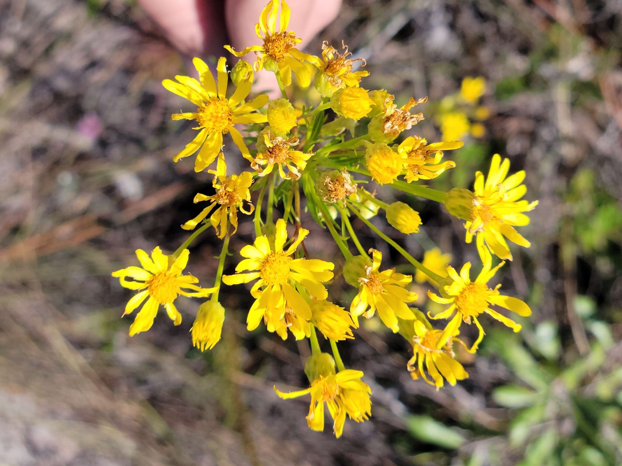 Image of <i>Chrysopsis <i>linearifolia</i></i> var. linearifolia