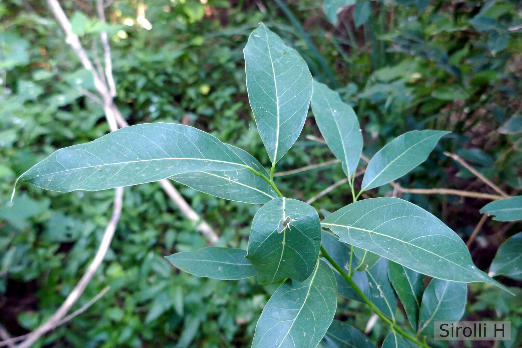 Image of Ocotea acutifolia (Nees) Mez