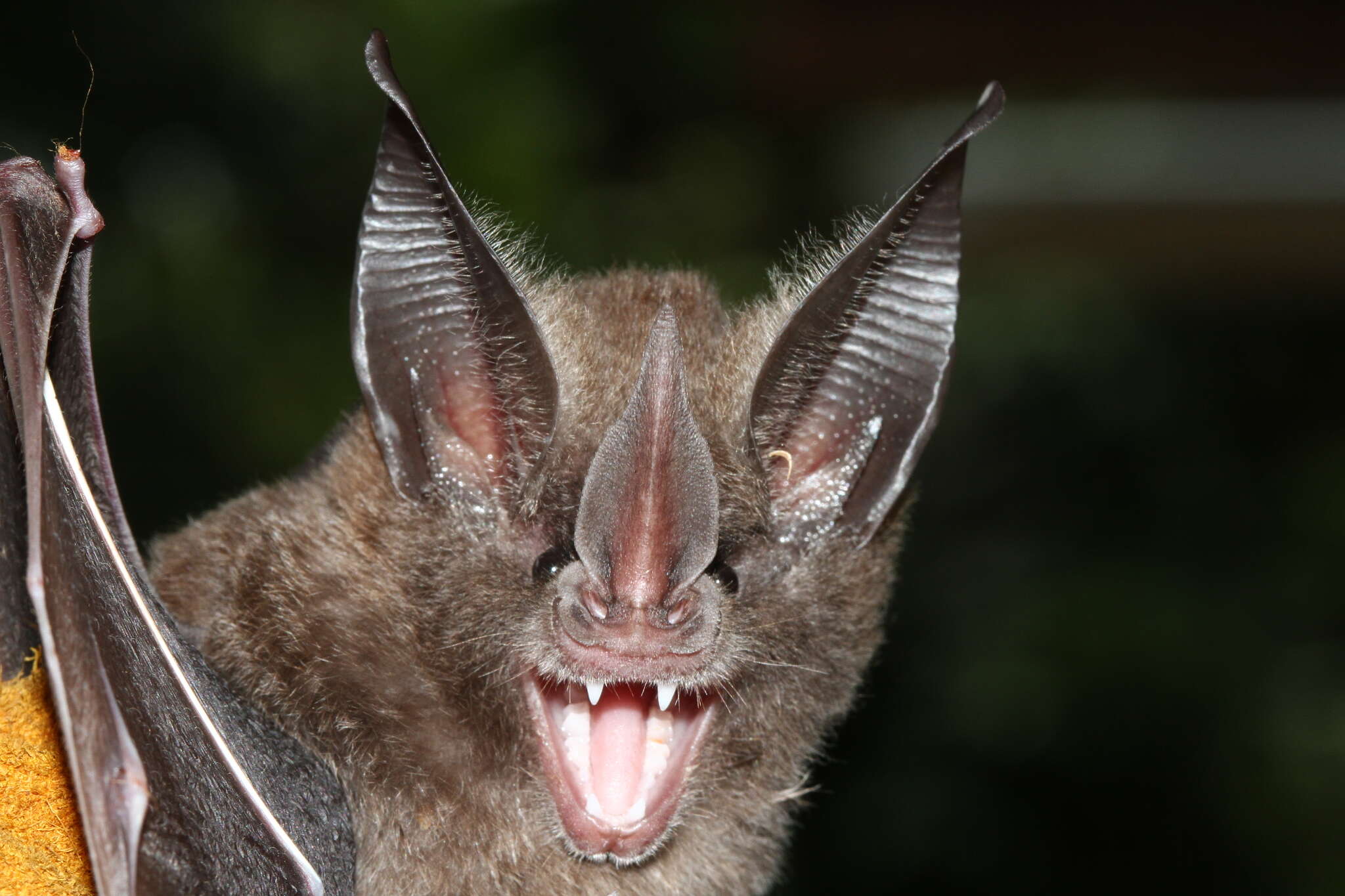 Image of Golden Bat