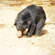 Image of Sri Lankan sloth bear