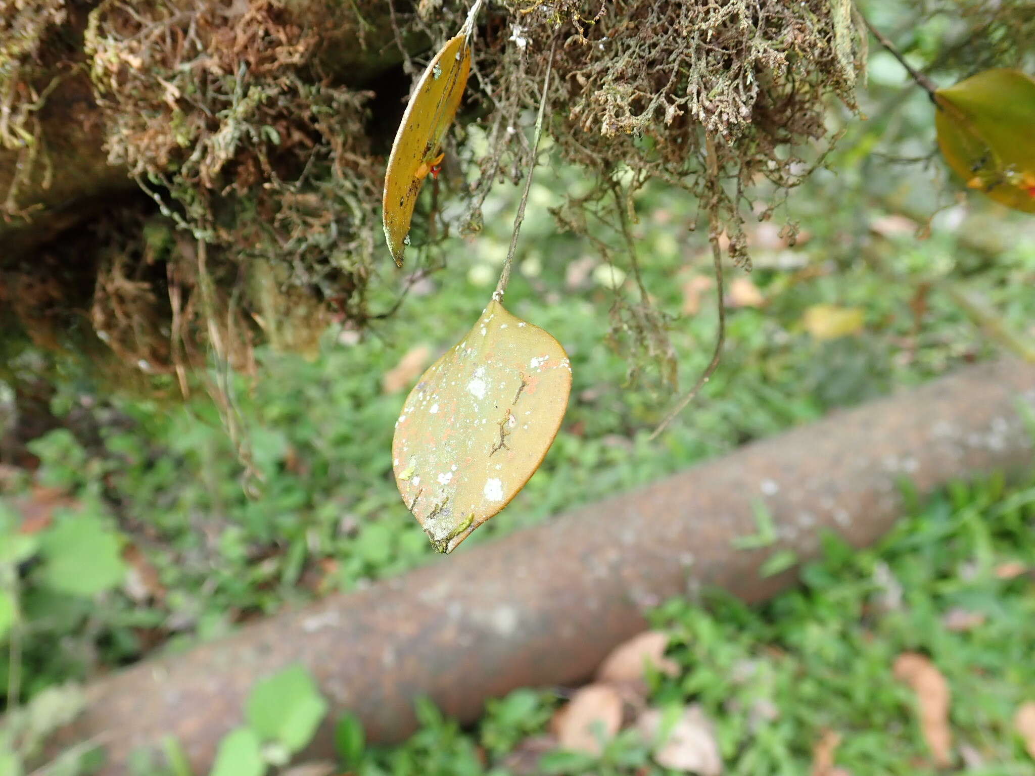 Image of Lepanthes pecunialis Luer & Hirtz