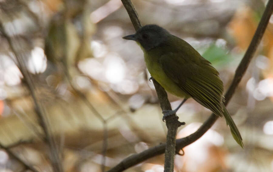 Image of Grey-headed Bristlebill