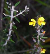 Image of Aotus ericoides (Vent.) G. Don