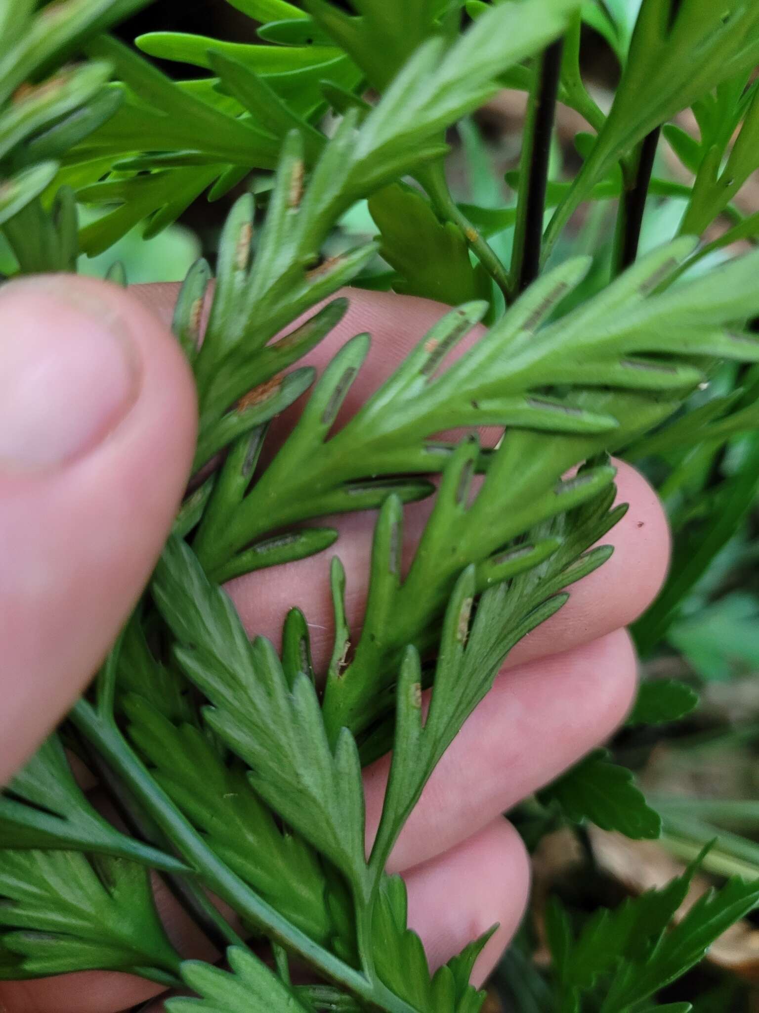 Image of Asplenium haurakiense (Brownsey) Ogle