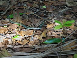 Imagem de Dendrelaphis striolatus (Peters 1867)