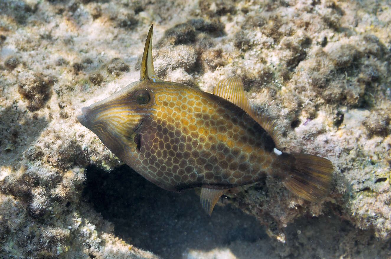 Image of Honeycomb Filefish