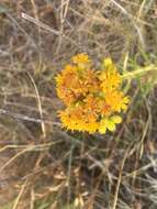 Image of Rusby's goldenbush