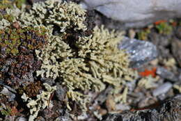 Image of dactylina lichen