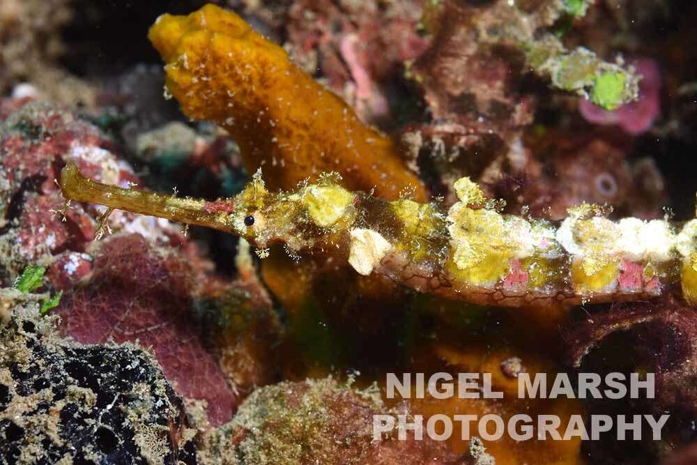 Image of Dusky Pipefish