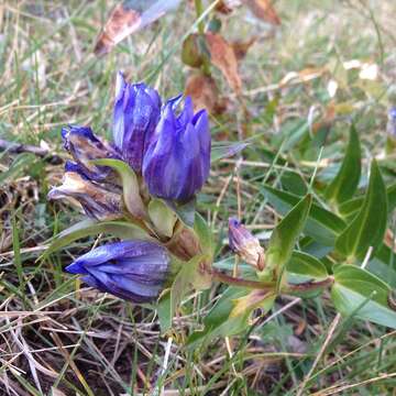 Gentiana spathacea Kunth resmi