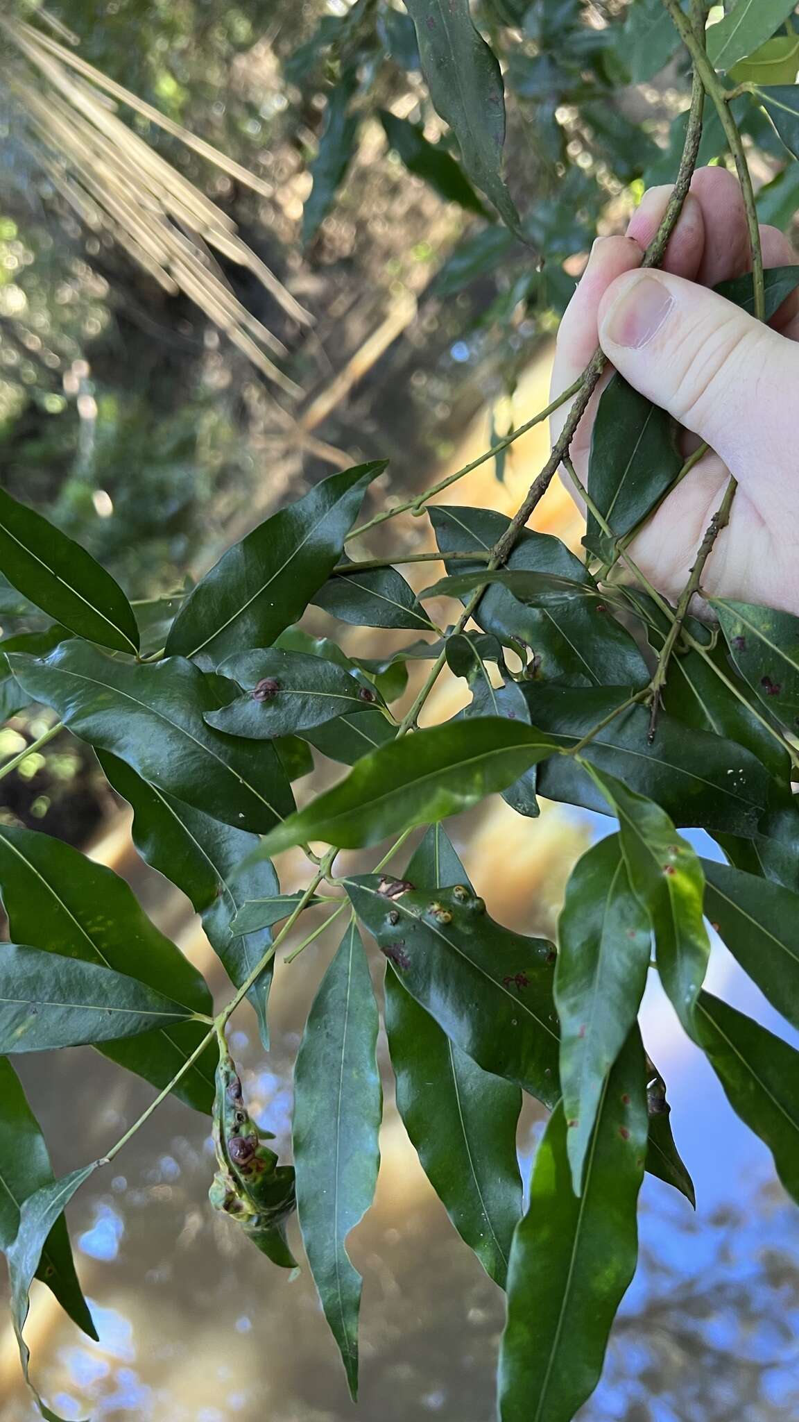 Image of Syzygium floribundum F. Müll.