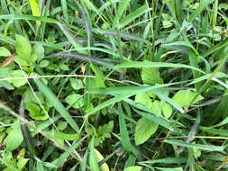 Image of East Indian Crab Grass