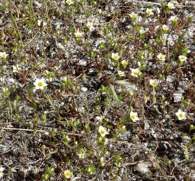 Image of Lemmon's linanthus