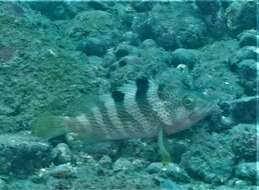 Image of Banded reef-cod