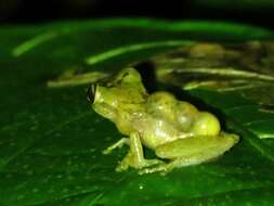 Image of Brazilian Treefrogs