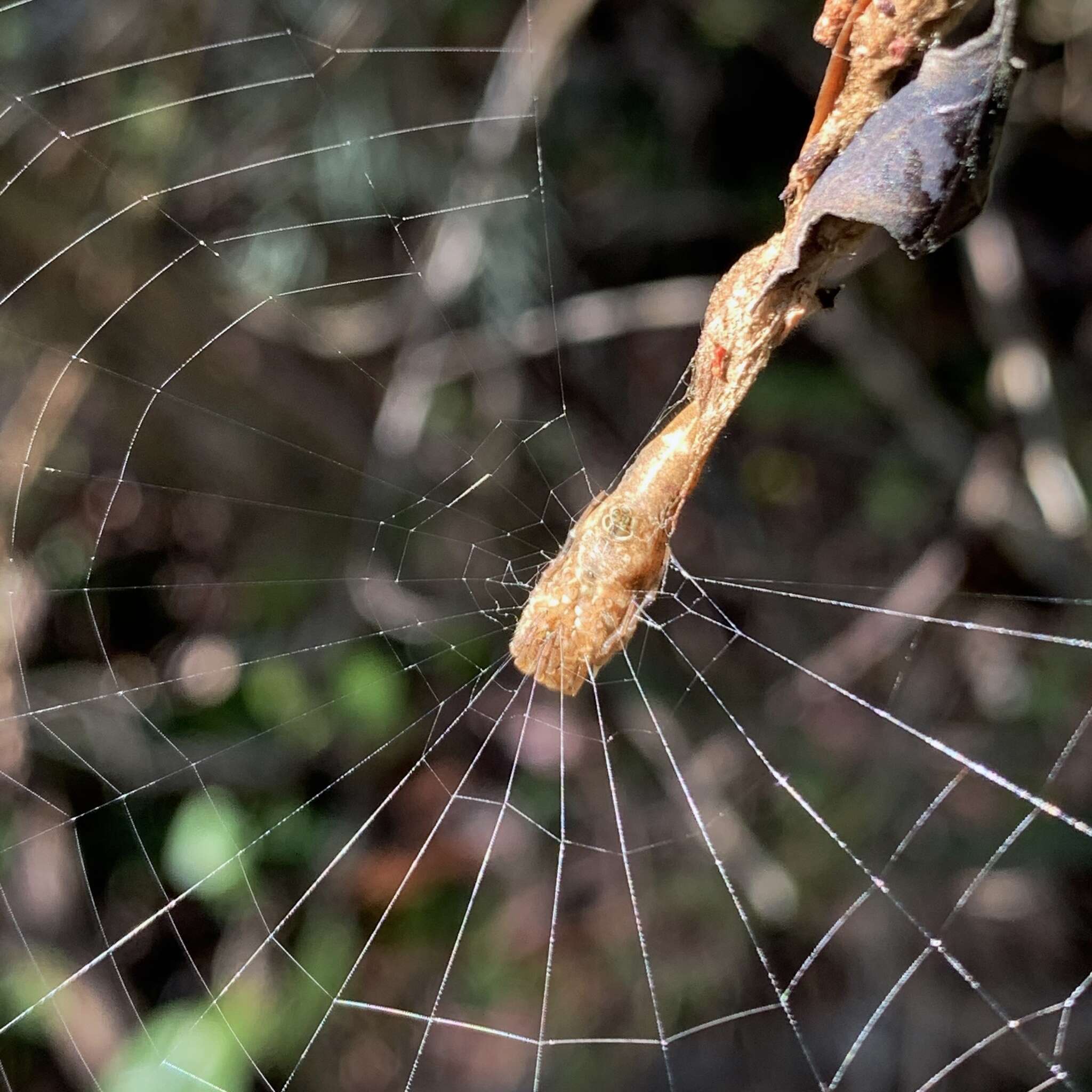 Image of Scorpion Tailed Spider