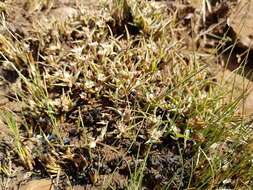 Image of Euphorbia pseudotuberosa Pax