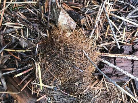 Image of Sonoma tree vole