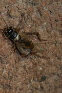 Image of Badlands Cricket