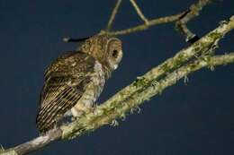 Image of Rusty-barred Owl