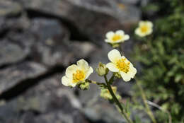 Image of Nevada cinquefoil