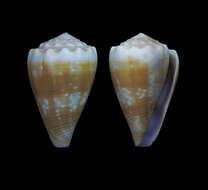 Image de Conus balteatus G. B. Sowerby I 1833