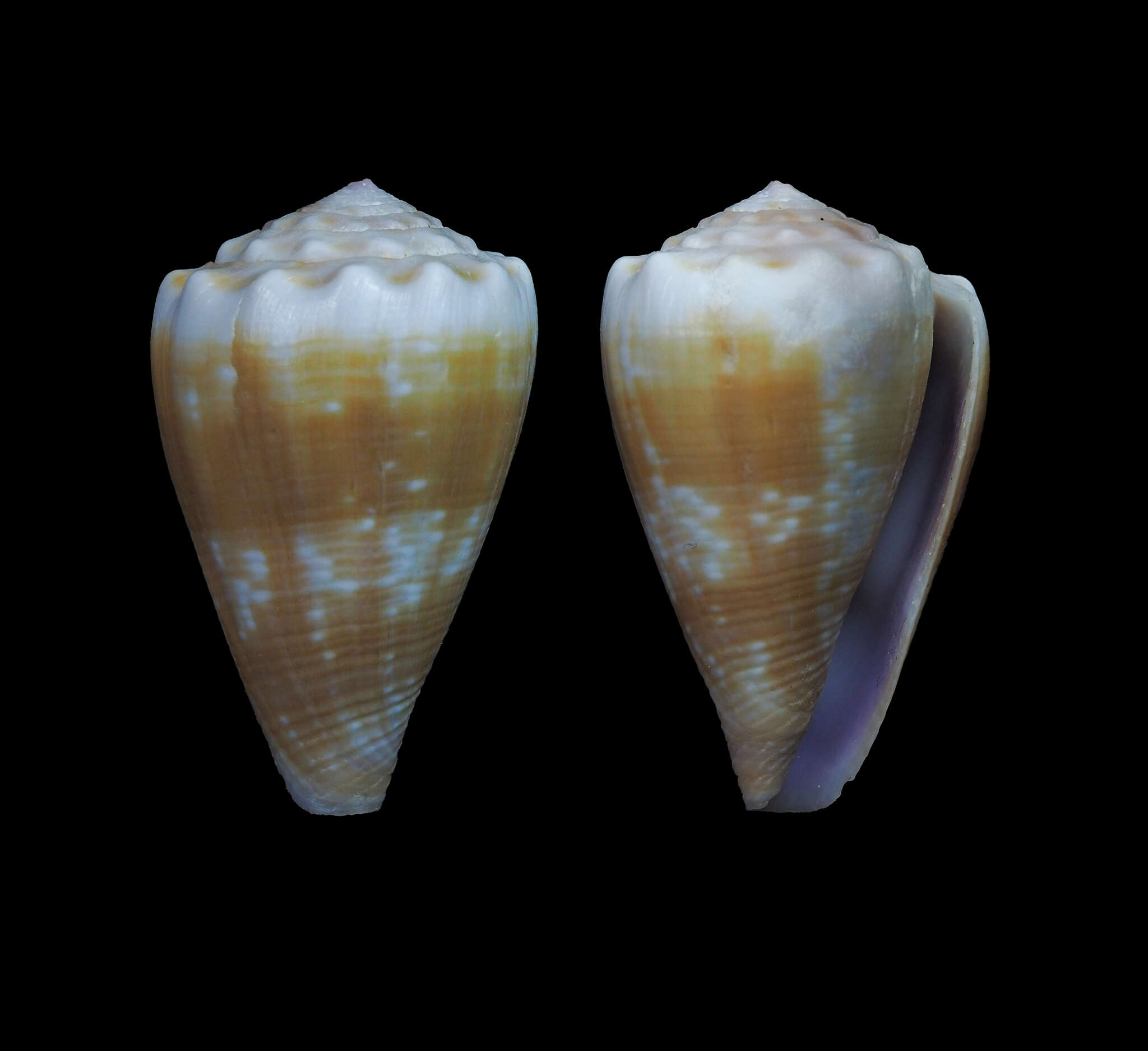 Image de Conus balteatus G. B. Sowerby I 1833