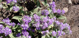 Image of low phacelia