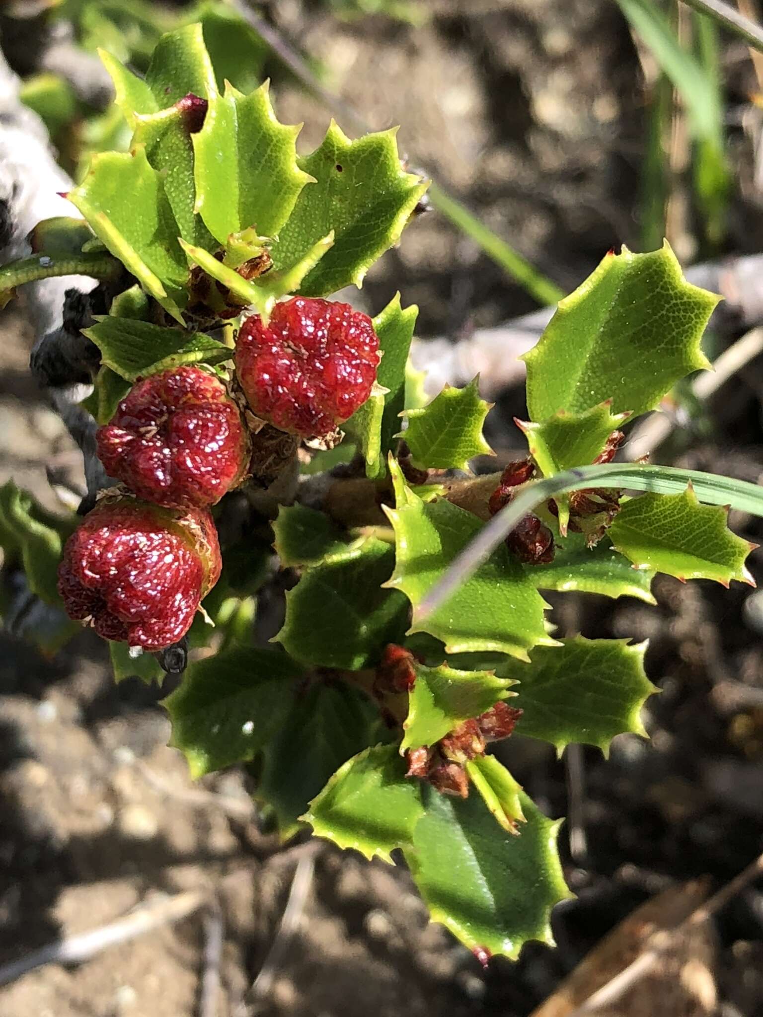 Image of Ceanothus decornutus V. T. Parker