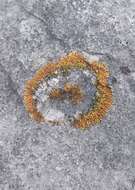 Image of orange lichen