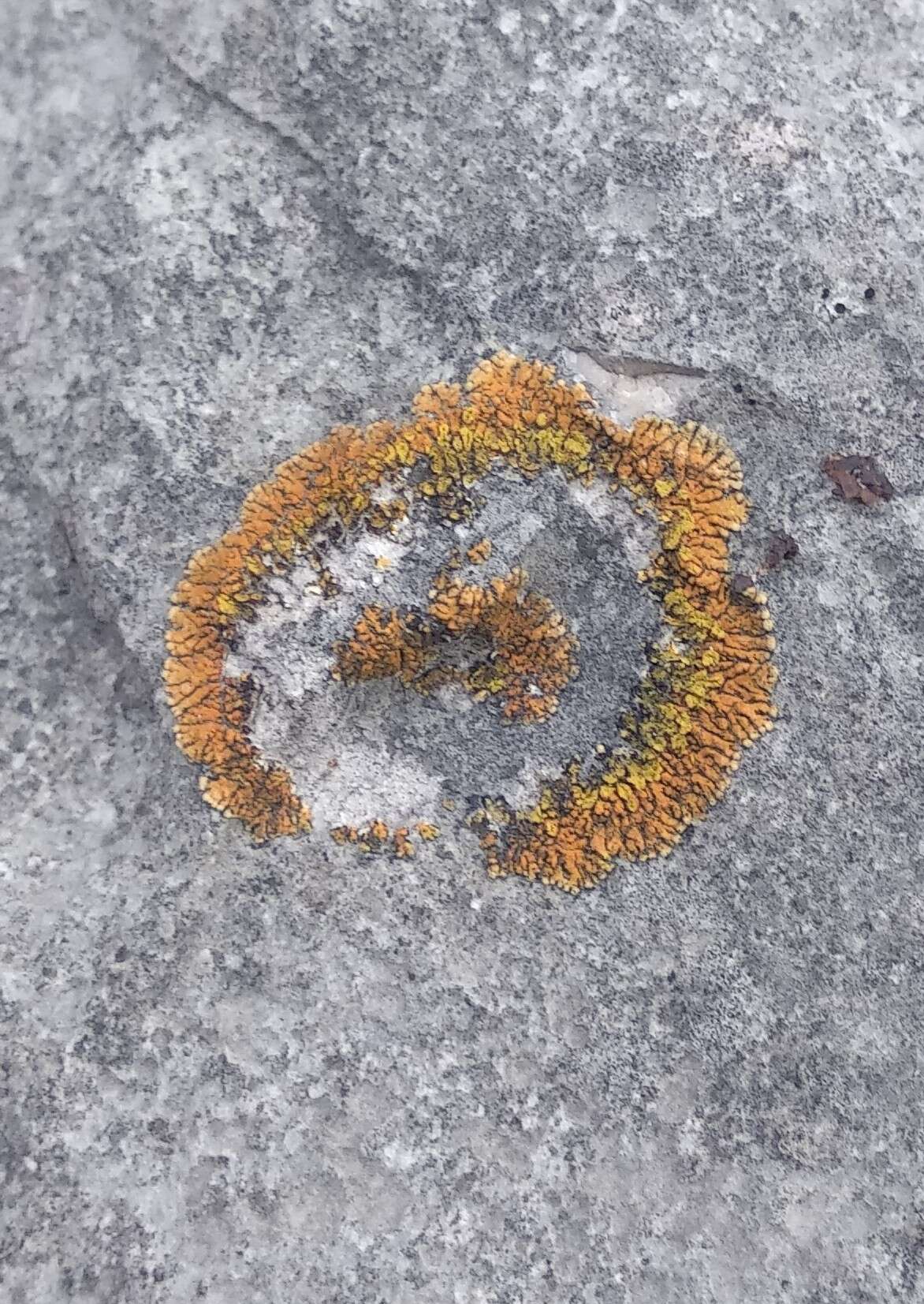 Image of orange lichen