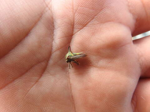 Image of Thorn Treehopper