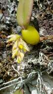 Image of Bulbophyllum humblotii Rolfe